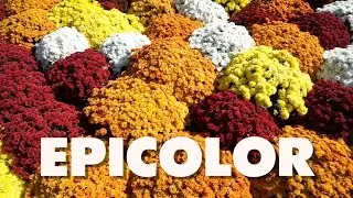 Плагин фильтра Epicolor для Final Cut Pro X &mdash; видеоблог Джесси Во