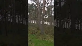 Feeling the pressure? Step outside... #nature #outdoors #stressrelief #scotland #shorts