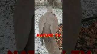 Cute Cat TV for Cats, Best CAT TV, Bird Friend in Nature, Bird TV, ASMR #nature #relax #cats #cattv