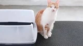 Pet Cat Litter Mat Double Layer Waterproof Non Slip