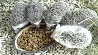 Atelerix albiventris, time food