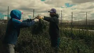 Watch the BIGGEST LEGAL Cannabis Farm in California