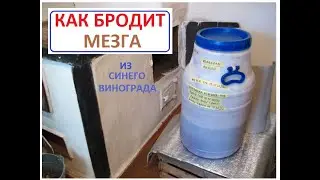 КРАСНОЕ ВИНО. Как бродит мезга из синего винограда