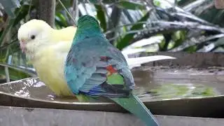 Red Rump Parrots Bathing