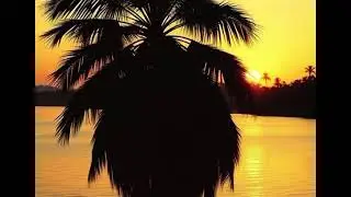 ❤️💛💚 Roots Music 247 - Without Your Love