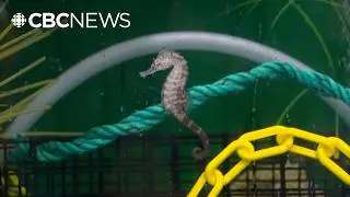 Meet the marine life at Halifax's first aquarium