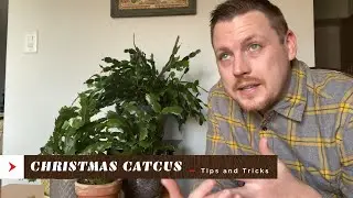 Christmas Cactus - Tips and Tricks, Thanksgiving Cactus