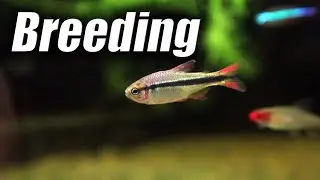 Imperial Lapis Tetra Breeding: a preliminary attempt