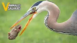 Los Ataques De Aves Rapaces M&aacute;s Asombrosos Jam&aacute;s Capturados En C&aacute;mara | Animales Salvajes