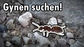 Ameisenkönigin fangen - 9. Juli 2018