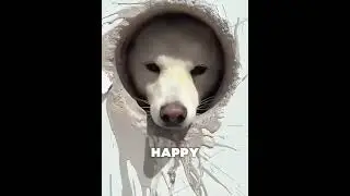 The Best Gift for His Pet! 🐕❤️