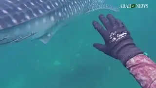 Endangered whale shark sighted in Pakistan&rsquo;s Arabian Sea Churna Island