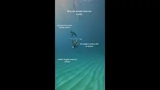 Why should we save our ocean? #freedive #bubblering #savetheocean #diving #ocean #learn #divetok #c