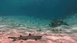 la vie du lagon dans le pacifique sud .