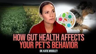 How Does Gut Health Affect Overall Pet's Well-being? | Gussy's Gut