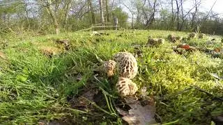 🔥MAGICAL MOREL MUSHROOM FRUITING🔥 , #morels, #morelhunting, #morelmushrooms, #morilles