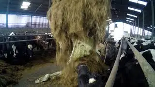 Feeding cows bale silage.