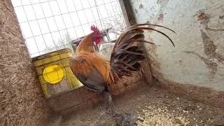 Calpara Peruvian