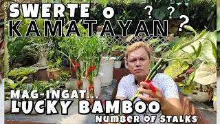 LUCKY BAMBOO PLANTS | NUMBER OF STALK MEANING + CARE TIPS