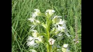 МЕЛЯНТИУМ  (MELANTHIUM)  сем.  Мелантиевые