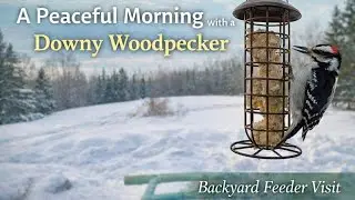 A Peaceful Morning with a Downy Woodpecker | Backyard Feeder Visit