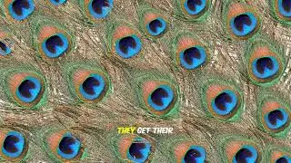 Why Are Peacocks So Colorful?