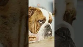3 Common Mistakes Dog Owners Make #shorts #shortsvideo #viralshorts