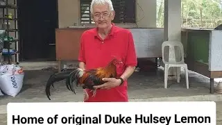 Eddie Sioson Gamefarm III | King Of Stags | Home of the original Duke Hulsey Lemon