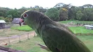 Colombia   La Posada de David  Parrot Lorena