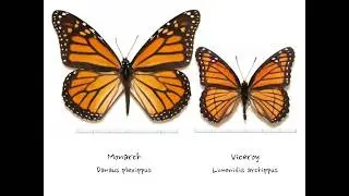 A Digital Simulation to Test Nabokov&rsquo;s Hypothesis about Insect Mimicry