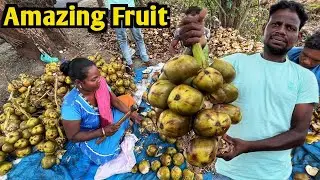 Amazing Street Fruit Ice Apple in Surat | Tadgola Fruit Cutting Skills | Benefits of eating Tadgola