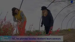 Reportage &agrave; la ferme Pachamam&rsquo;Alpes, plantes aromatiques et m&eacute;dicinales en Savoie : le jardin. 