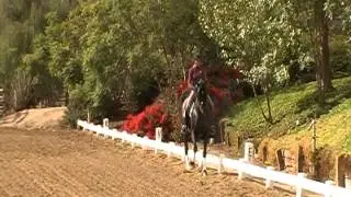 canter half pass trot halfpass
