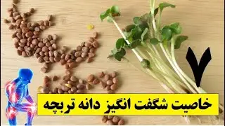۷ خاصیت شگفت انگیز دانه تربچه