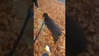 Love the way he walks and sways his 🍑 😂 #rottweiler #dogs #Zekethegentlegiant