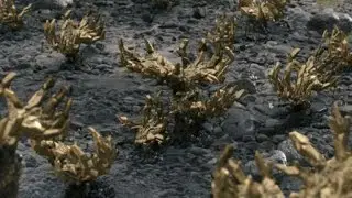 DEATH STRANDING Giant Squid BT Battle