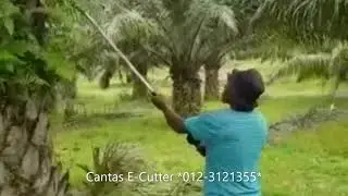 Cantas Elektro 2022 #Malaysia #sawit #cantas #Estate #Harvesting #Smallholder