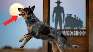 Ranch dog barked secret Morse at midnight&mdash;rail boss misread code, ordering an attack against shadows