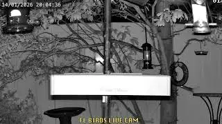 Owl Scares Mouse