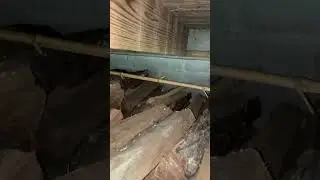 Snake coming out of the wood pile while we stacking #shorts #snake