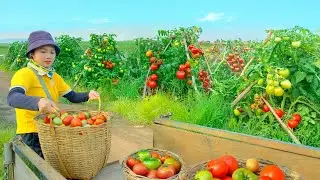 Harvest Tomatoes With My Brother To Sell - Pick Yalong Bean To Chicken Feed - Garden and Cook