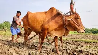 ploughing with Bullock in farmer land | cow power performance | Bullock Cart video