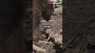 Bear Necessities - Ingenious Tool Use in Bears #a#facts#animaleducation #animals#animalfacts#science