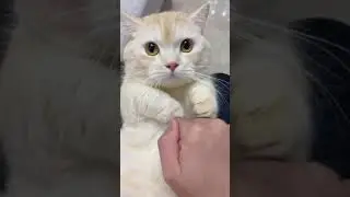 Dialling call in cat's belly🤭 Funny animal reactions😆 Cute cat video #shorts #trynottolaugh