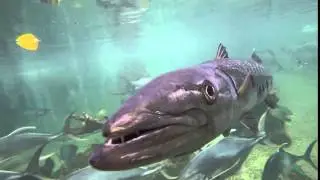 barracuda kw aquarium
