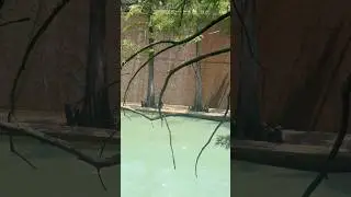 Never Knew this existed a Tranquil Water Garden in Fort Worth Texas