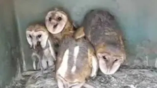 owl2