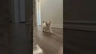 The kittens are 10 weeks old today