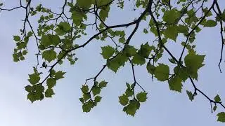 London Plane (Platanus x hispanica) - leaves & branches - April 2018