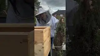 Collecting the bees from underneath by hand